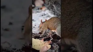 Meet the Eastern Gray Squirrel 🐿️