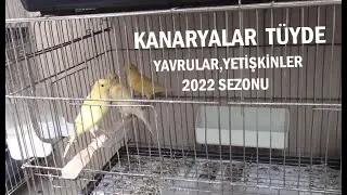 Kanaryalar Tüyde | Yetişkin ve Yavru Kuşlarım