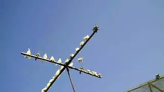26 06 22г Двухчубые СА