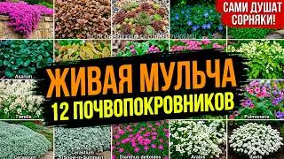 Plant Once, Forget Forever: Living Mulch for Shade, Sun, and Dry Places