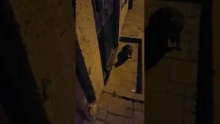 Kedi ve fare  kavgasi