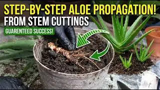 Propagating Aloe Vera Plants from Stem Cuttings