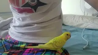 Baby budgies climbing for the first time!
