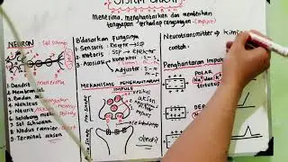 Nervous System - Part 1: Neurons, Impulse Mechanism