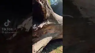 ТВОЯ БЫВШАЯ