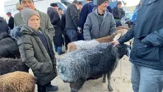 МОЛБОЗОРИ КАХРАМОН ФРУНЗА НАРХИ ГУСФАНД ТАКА СЕРКА БАРРА СОВЛУКИ БУГОЗ 5 феврале 2022