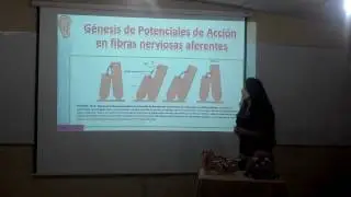 Órganos de los sentidos : Oído