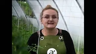 ПОЛИВАЙТЕ ТОМАТЫ ТАК! СОВЕТЫ