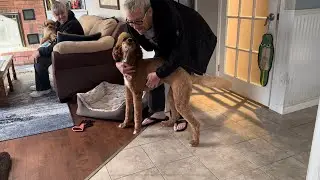 Poodle happy to see Dad come home
