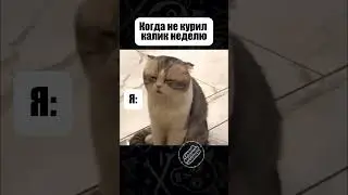 Как так можно? 🤯 #shisha #юмор #hookahblog #hookah #мем #nuahule #cat #кальян #memes