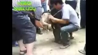 Mesum ditonton banyak orang..GILAAAA