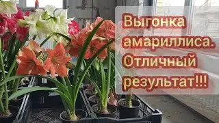 Результат выгонки амариллиса