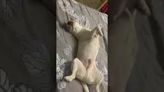 🐕‍🦺 дурман😎