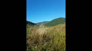 🌲🌳🌿