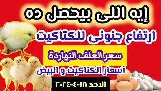 ارتفاع أسعار الكتاكيت البيضاء اليوم في الشركات جننت المربي / أسعار الاعلاف و البيض و الكتاكيت