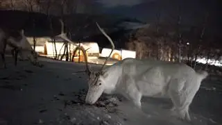 Snowhotel Kirkenes Reindeers under Northern lights