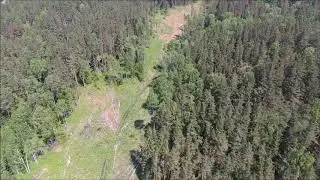Береть. Просека.