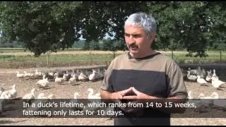 Filière Rougié