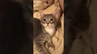 Пап,я в стакан насрал)))🤣🤣🤣🤣
