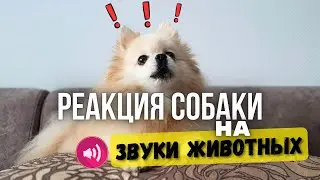 🔊 Звуки животных для Собак