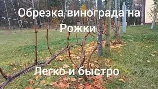 обрезка винограда на рожки легко и просто