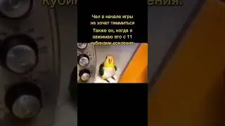 МЕМ #3 с флексющим попугаем  