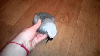 Малыши жакоши