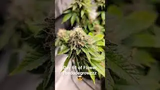Day 61 of Flower #education #howto #gardening #dank #flower #bud #goldleaf #weed #marijuana #diy