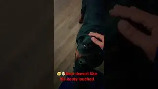 Rottweiler growling after butt grab