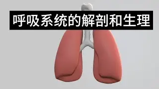 呼吸系统的解剖和生理