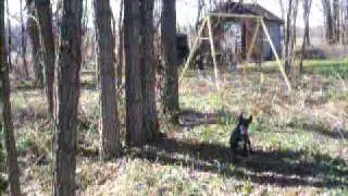 Mountian Feist Treeing Squirrel!!