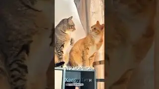 кот экономит ваше время часть 16