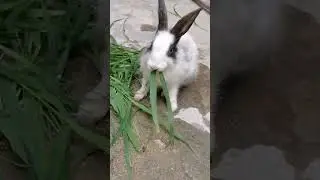 Rabbit || cuterabbit || nature || peterrabbit || rabbitlover || animallover || pets