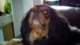 Rosie