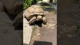 Zuma and the Turtle
