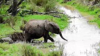 Elephant, young and a ditch
