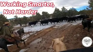 Bringing Yearlings Home for Winter