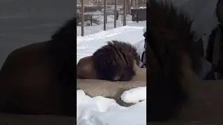 You Can Hear a Lion’s Roar 5 Miles Away #shorts #lion #animals