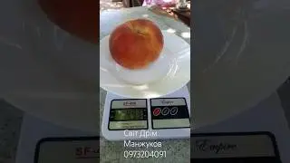Світ Дрім