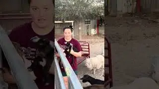 Great Pyrenees with the zoomies!