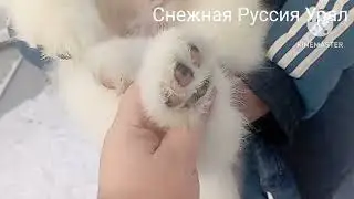 +79163125530