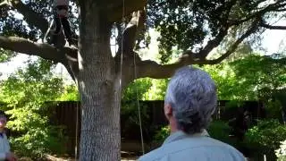 (75) MY FAVORITE TREE