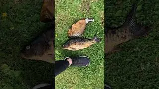 Today's catch