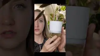 ч2 Обзор горшков для фитильного полива 🌱 