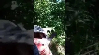 Ловлю крупных карасей на реке Старле.