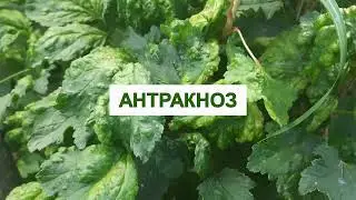 АНТРАКНОЗ СМОРОДИНЫ - красные и бурые пятна на листьях. Опасное заболевание куста, лучшее лечение
