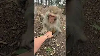 How to survive in the forest with monkeys 😳😳