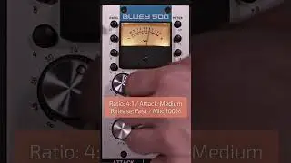 Bluey 500 Audio Demo: Bass Guitar #shorts