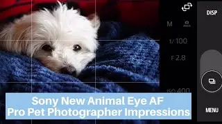 Sony New Animal Eye AF | Pro Pet Photographer Impressions