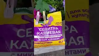 Как уменьшить сроки созревания плодов и сделать ягоду сладкой.